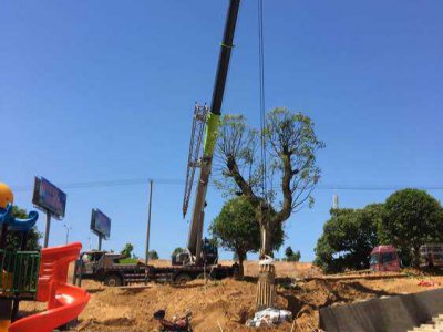 樹(shu)木(mu)迻(yi)植